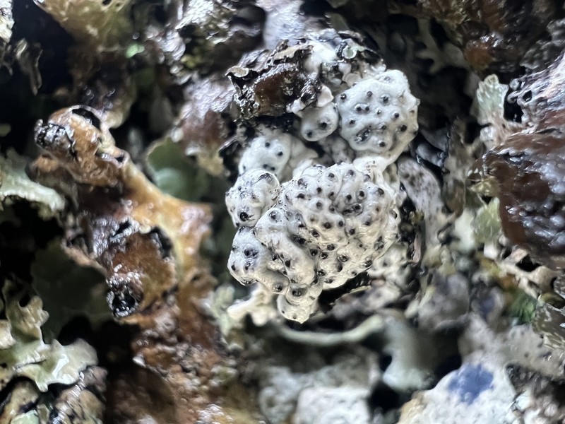 Pore Lichen photo 8