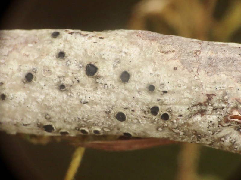 Pore Lichen photo 2