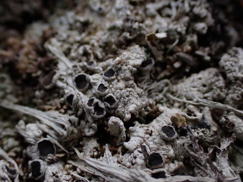 Pore Lichen photo 4