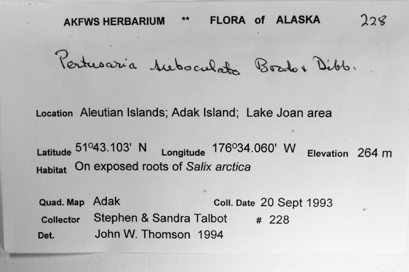 Pore Lichen photo 6