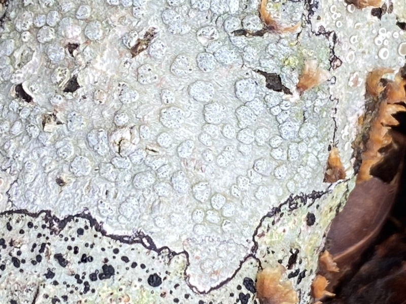 Pore Lichen