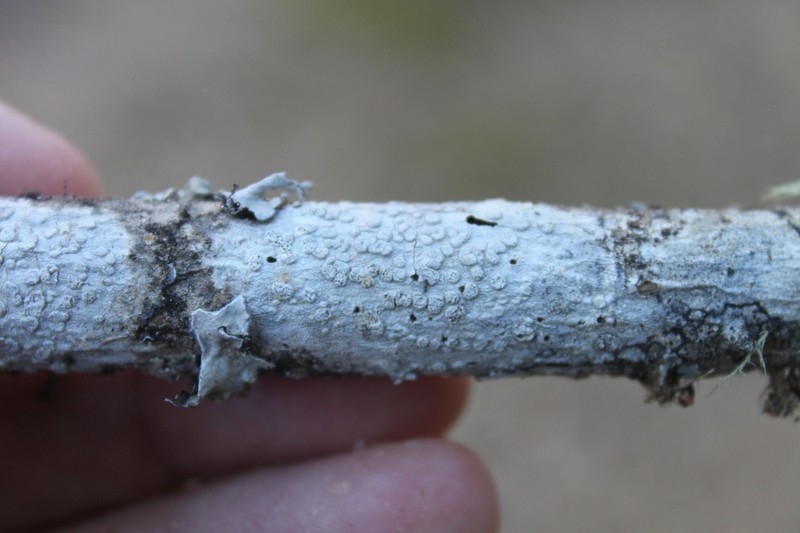 Pore Lichen photo 2