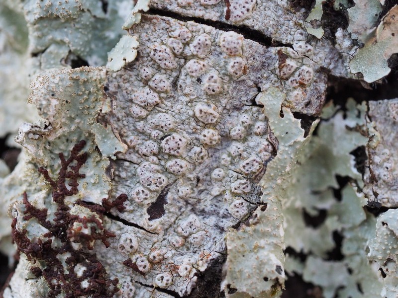 Pore Lichen photo 3