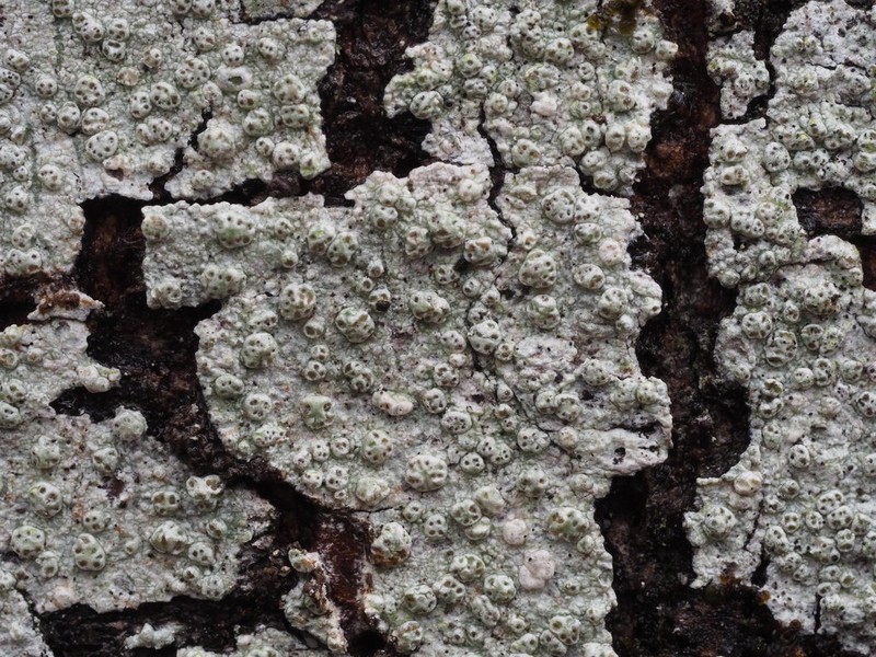 Pore Lichen photo 4