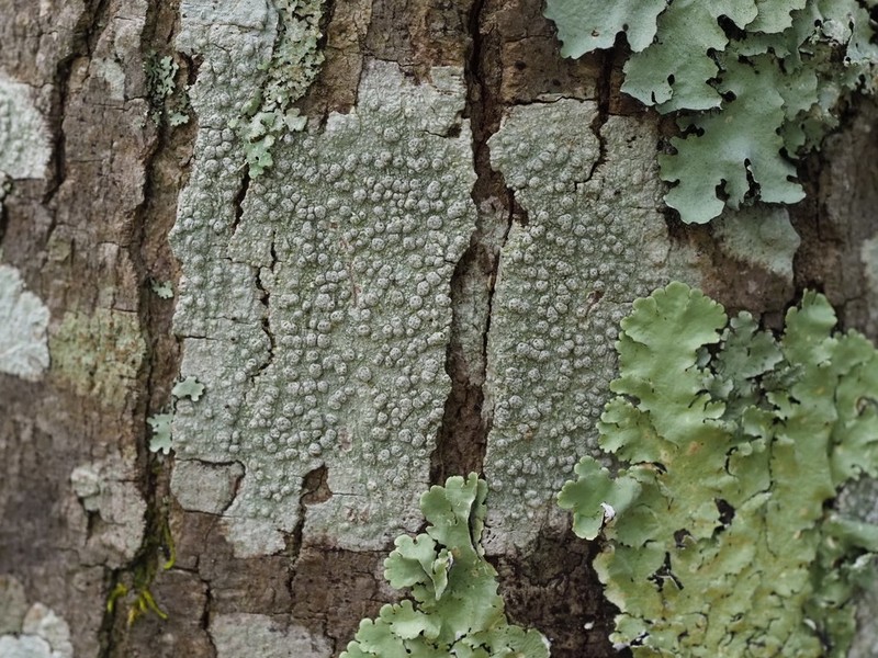 Pore Lichen photo 5