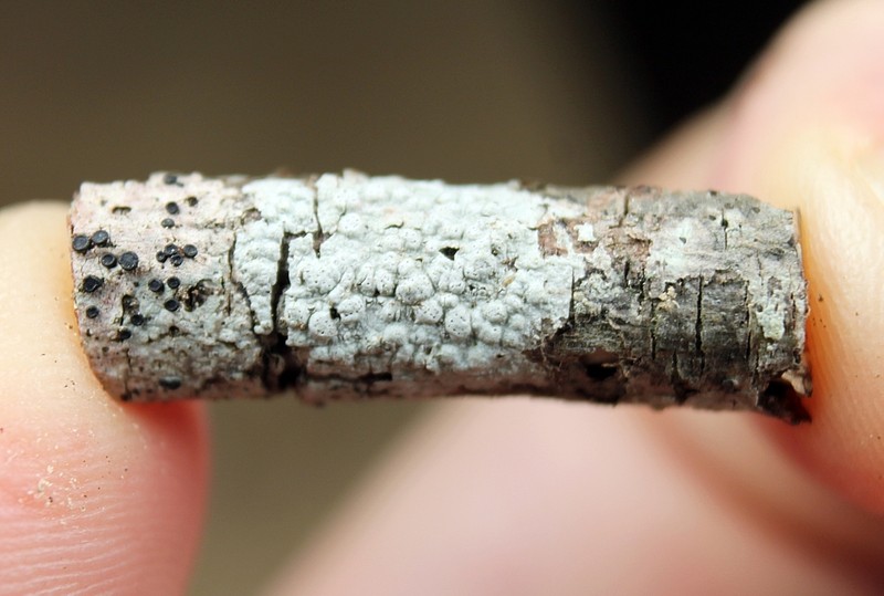 Pore Lichen photo 6