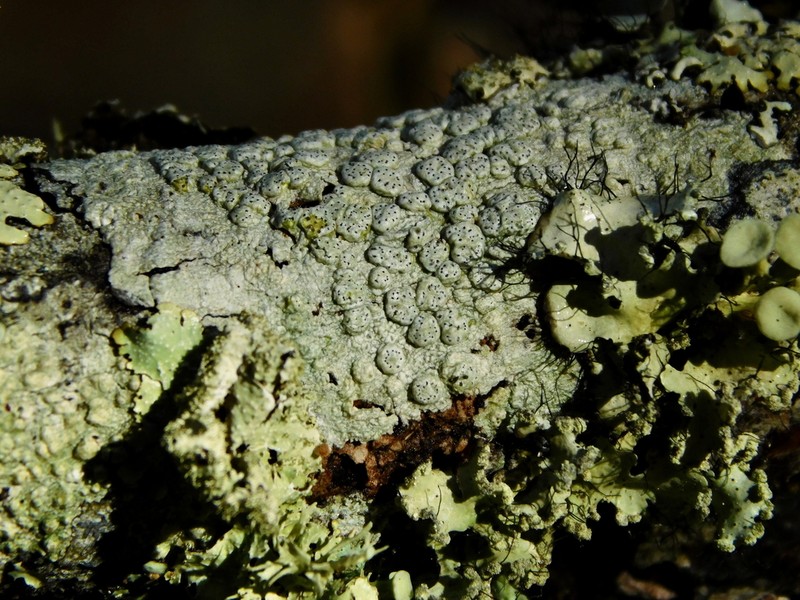 Pore Lichen photo 7