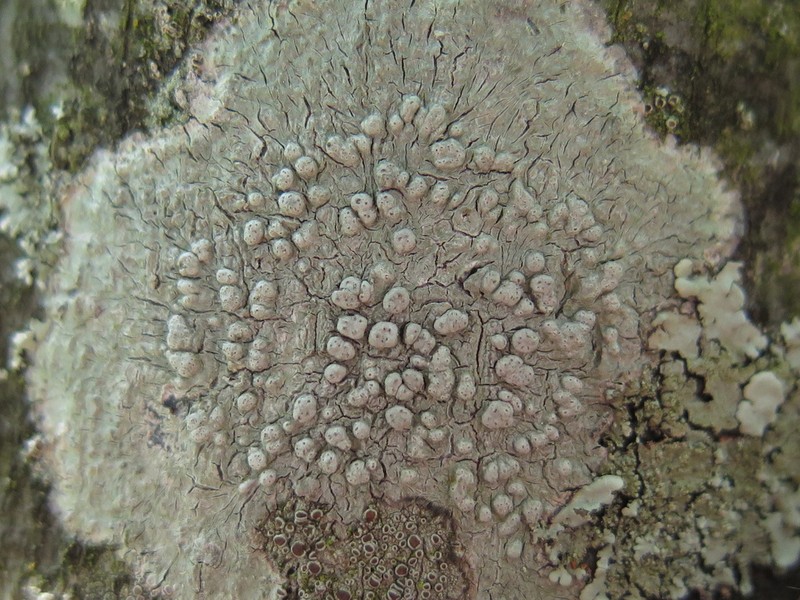 Pore Lichen photo 8