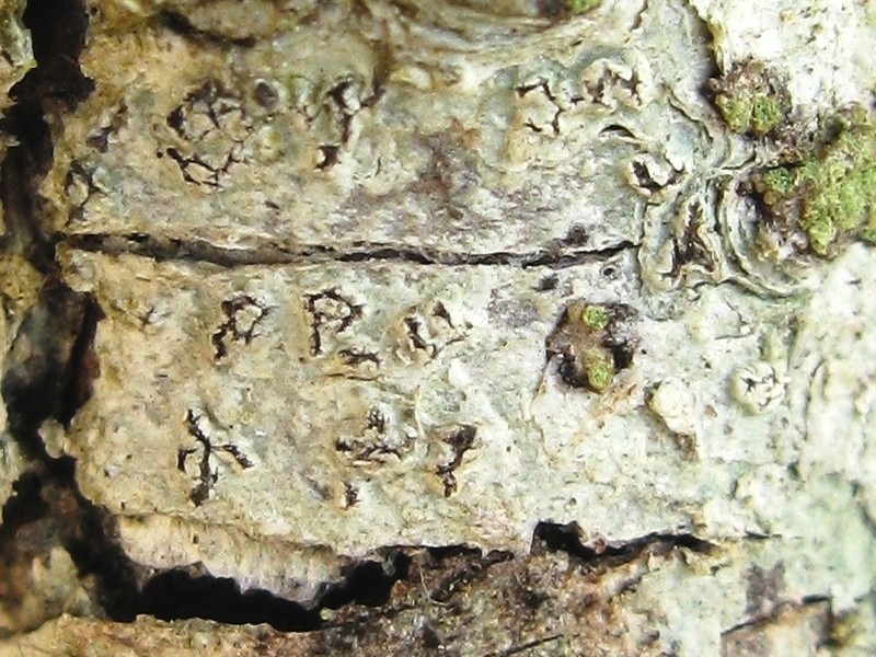 Pore Lichen photo 2