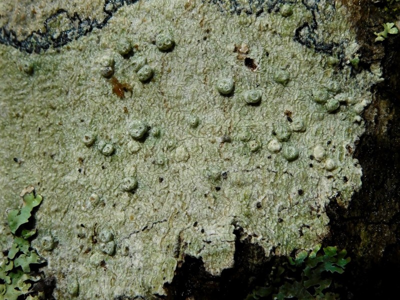 Pore Lichen