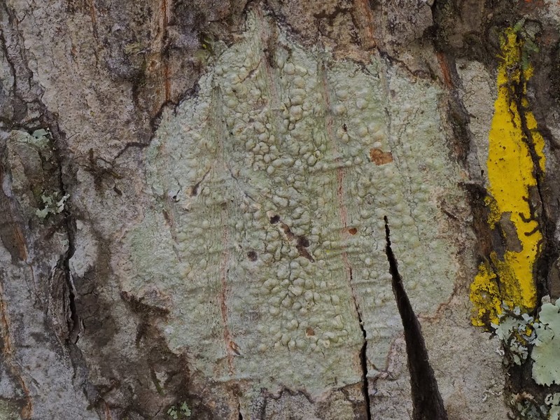 Pore Lichen photo 2