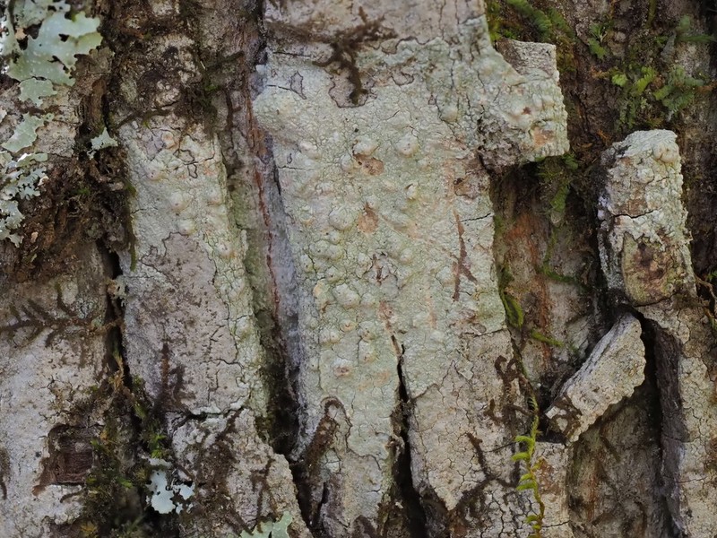 Pore Lichen photo 3