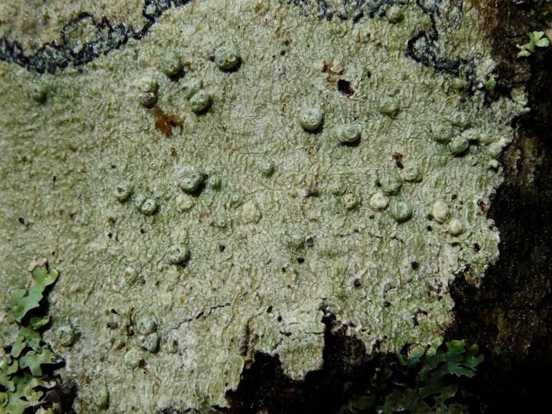 Pore Lichen photo 4