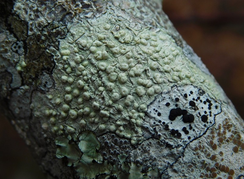 Texan Pore Lichen photo 2