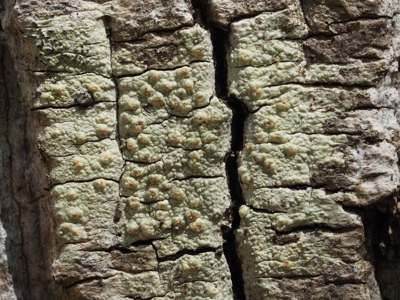 Texan Pore Lichen photo 3
