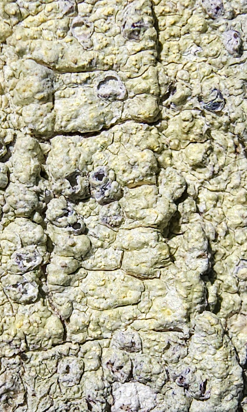 Texan Pore Lichen photo 5