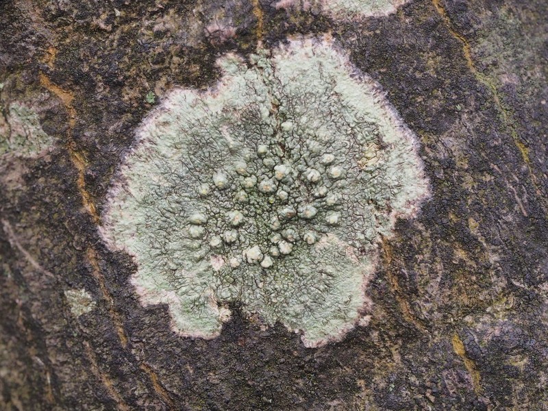 Texan Pore Lichen photo 6