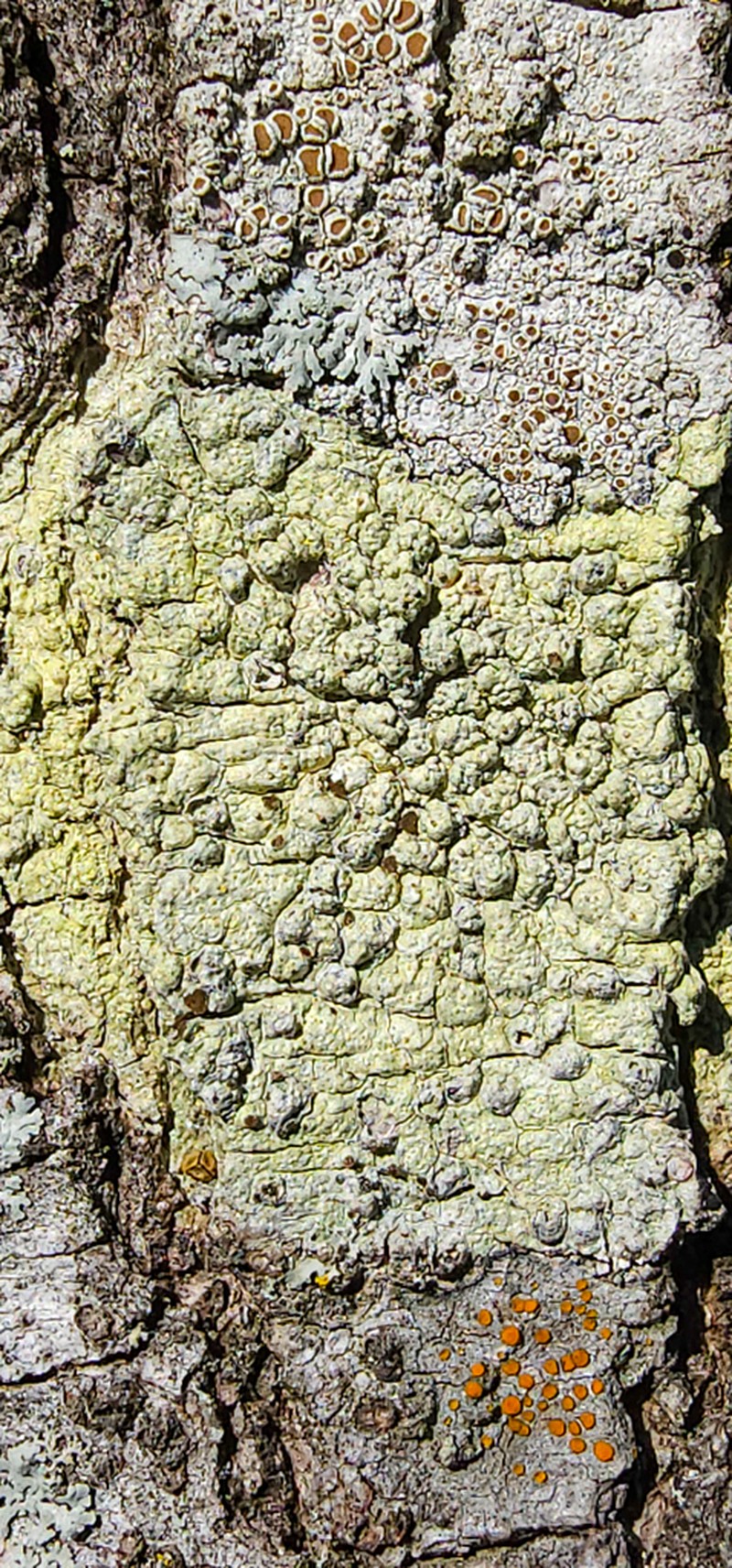 Texan Pore Lichen photo 7