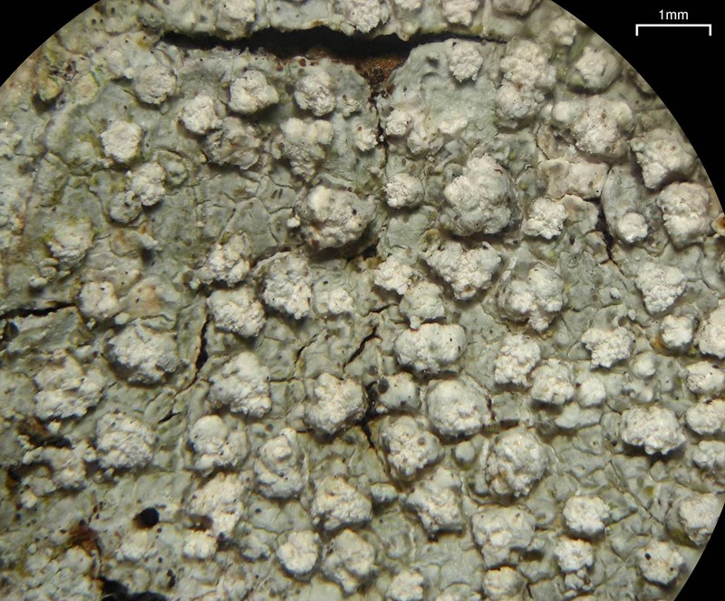 Pore Lichen