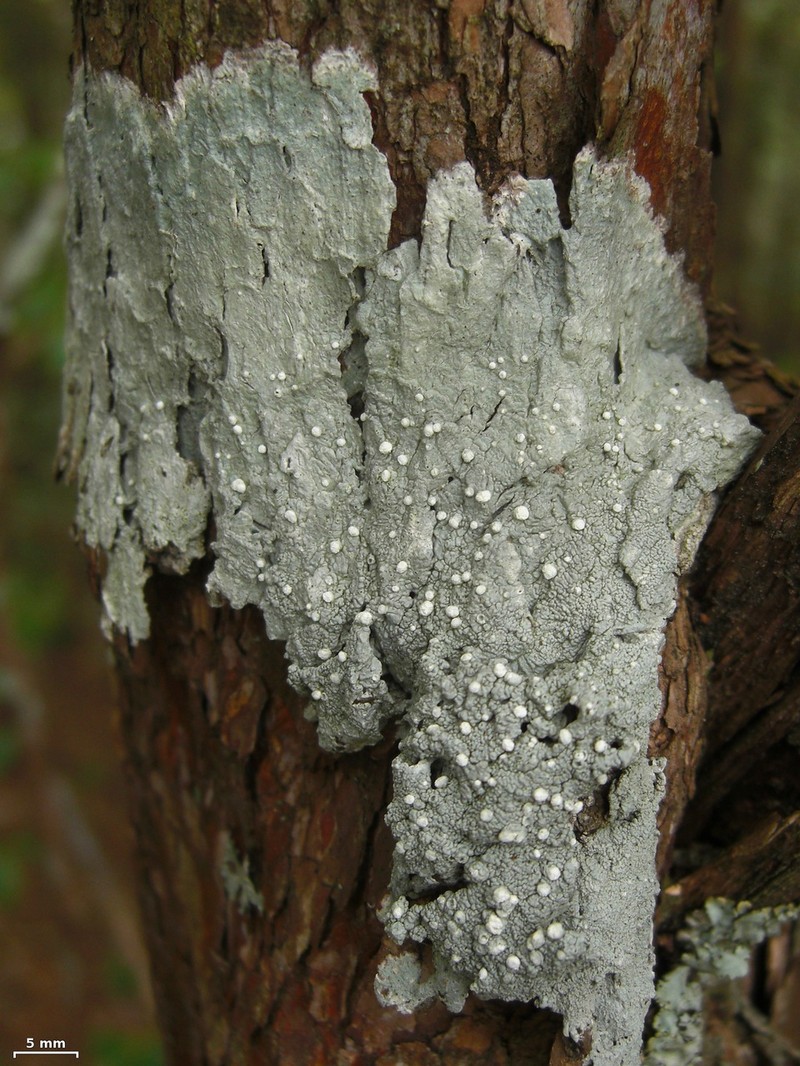 Pore Lichen photo 2