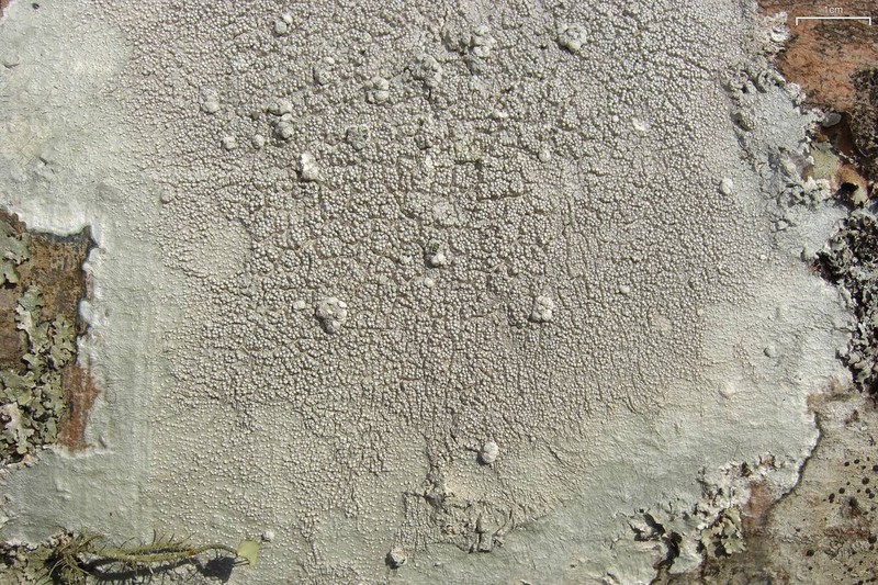 Pore Lichen photo 3