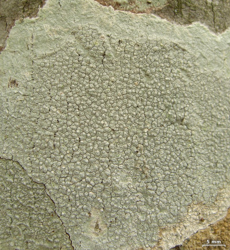 Pore Lichen