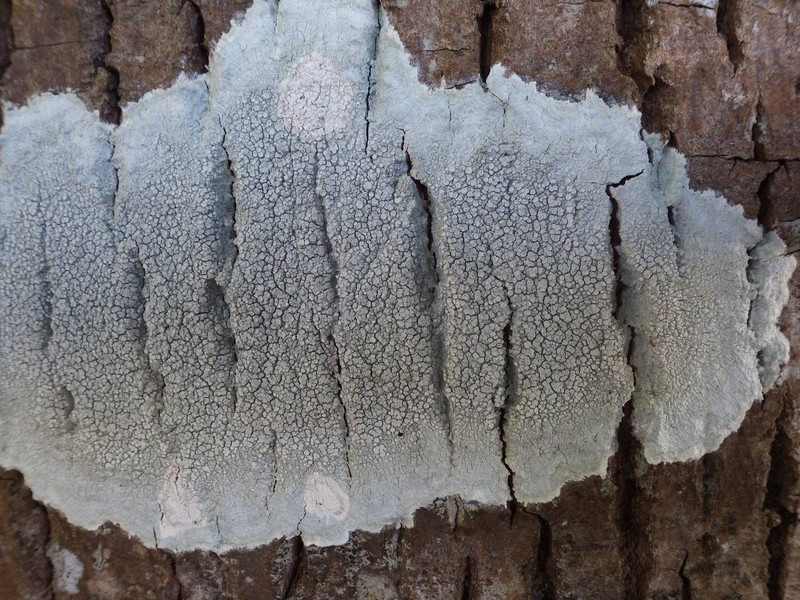 Pore Lichen