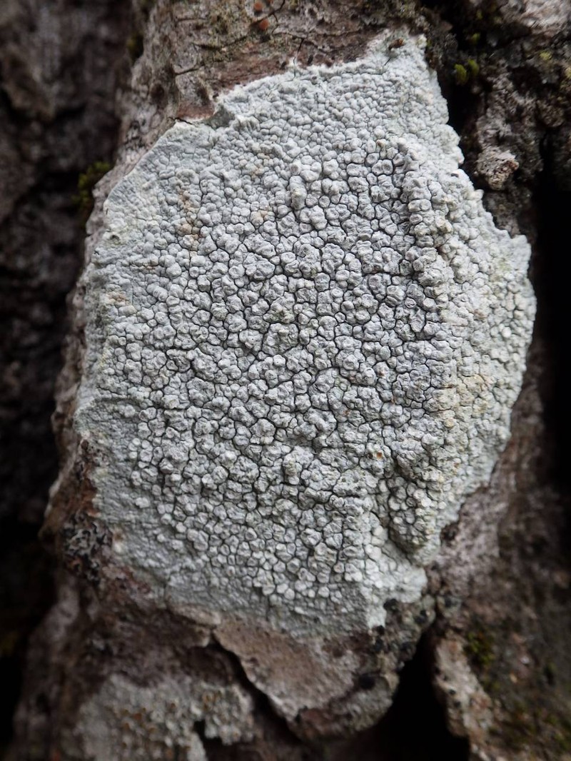 Pore Lichen photo 2
