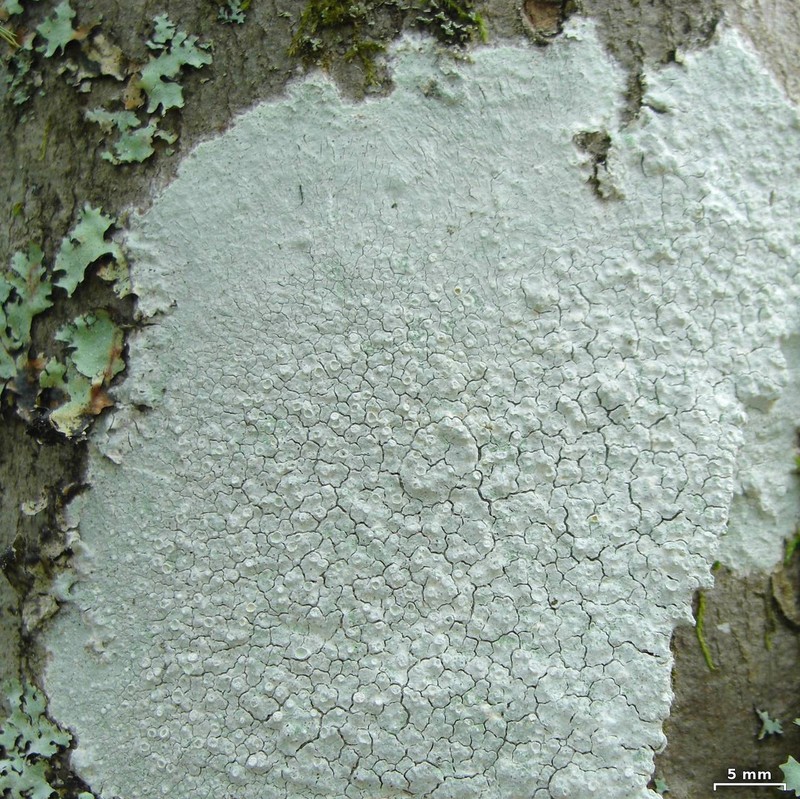 Pore Lichen photo 3