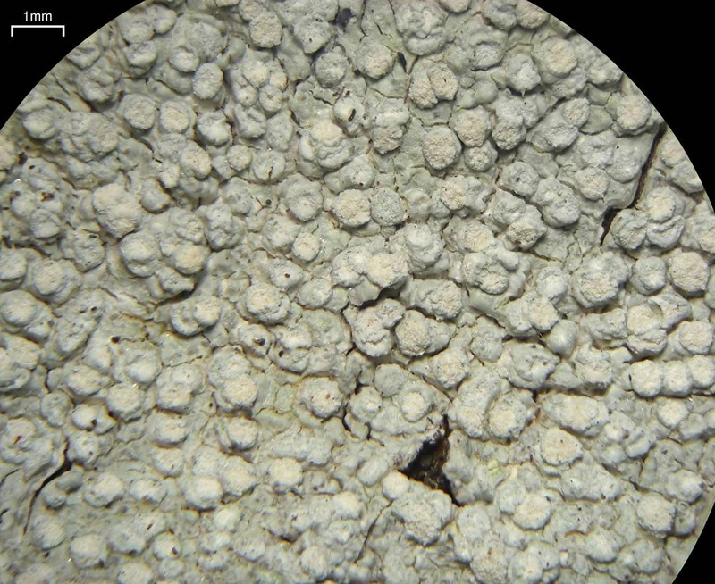 Pore Lichen photo 4