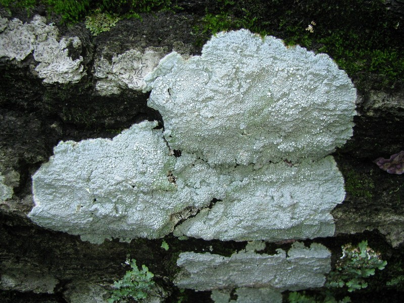 Pore Lichen photo 6