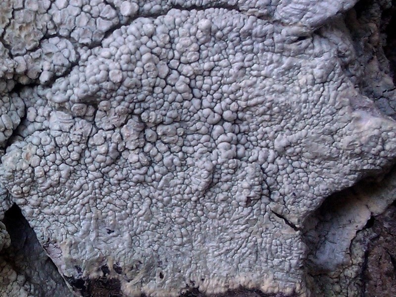 Pore Lichen photo 7