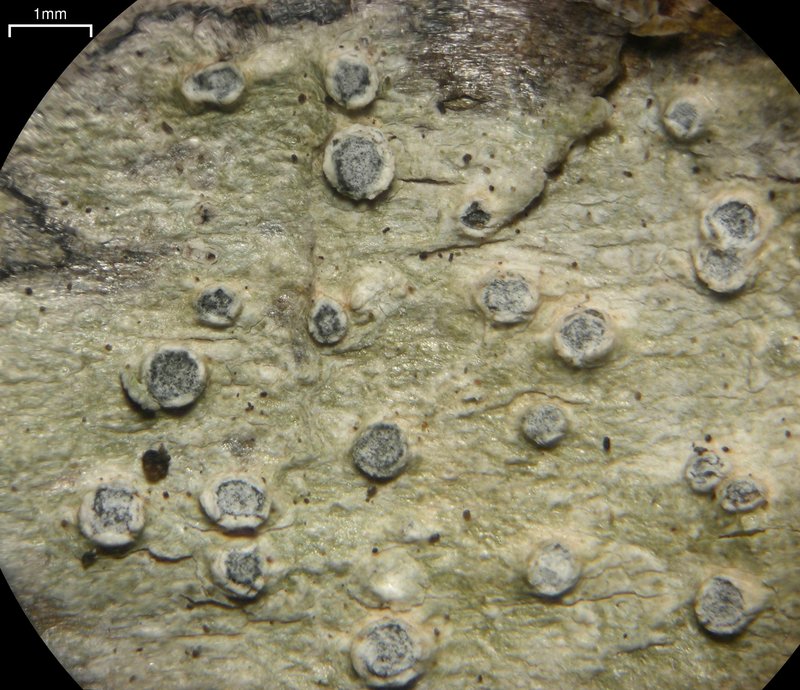 Waghorne's Pore Lichen