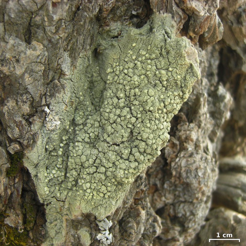 Wulfen's Pore Lichen