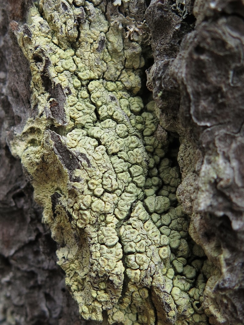 Wulfen's Pore Lichen