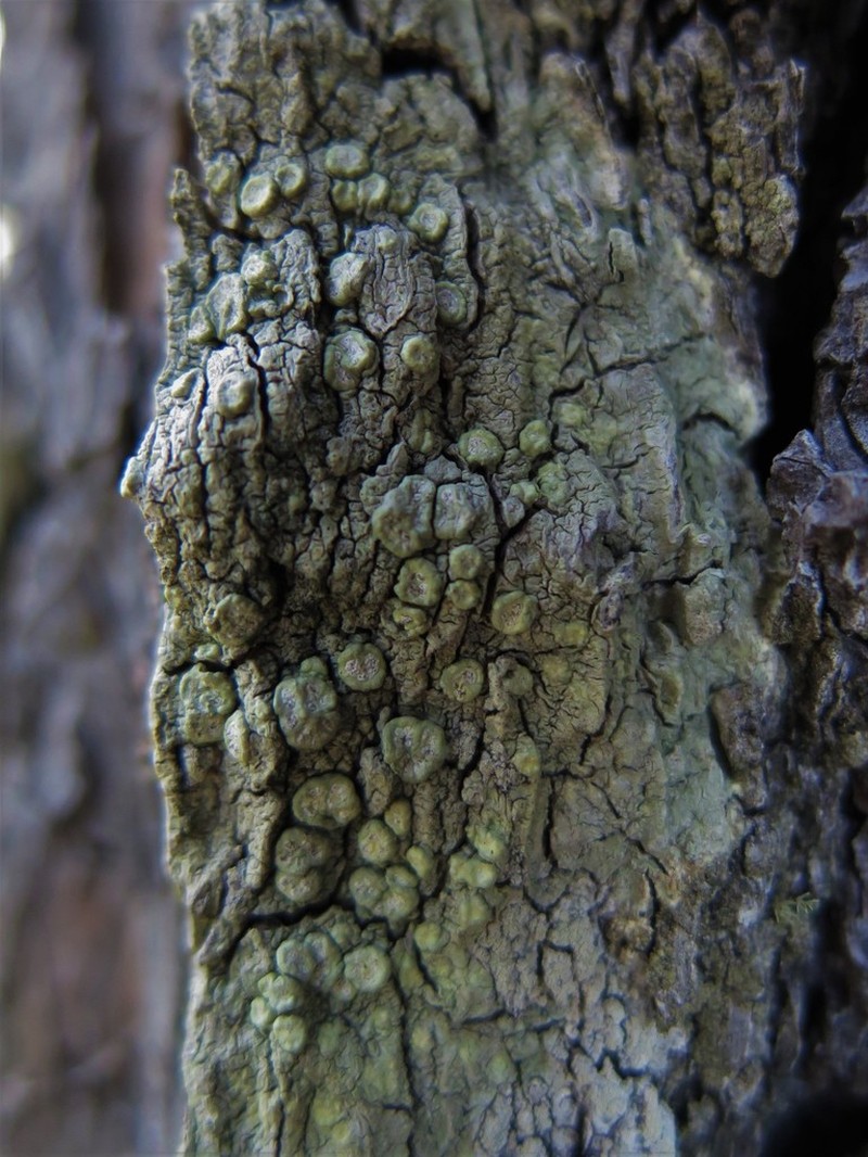 Wulfen's Pore Lichen photo 2