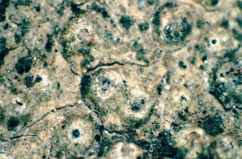 Pore Lichen