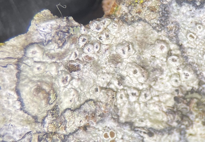 Pore Lichen