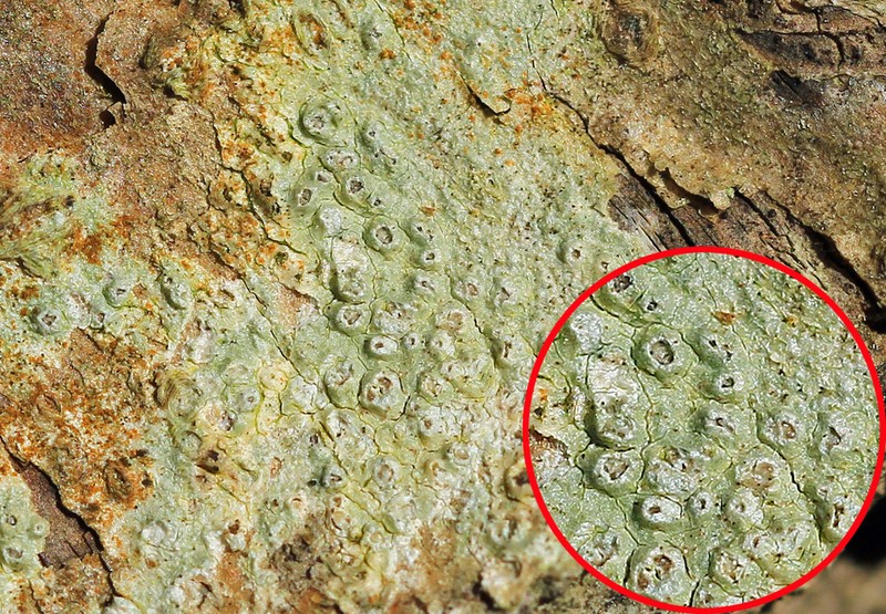 Pore Lichen photo 2