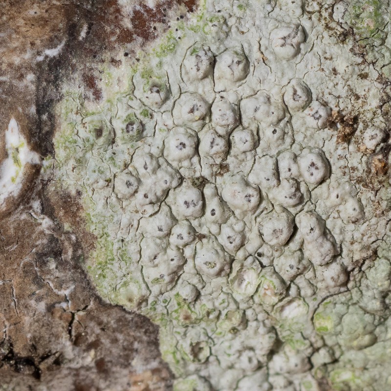 Pore Lichen photo 3