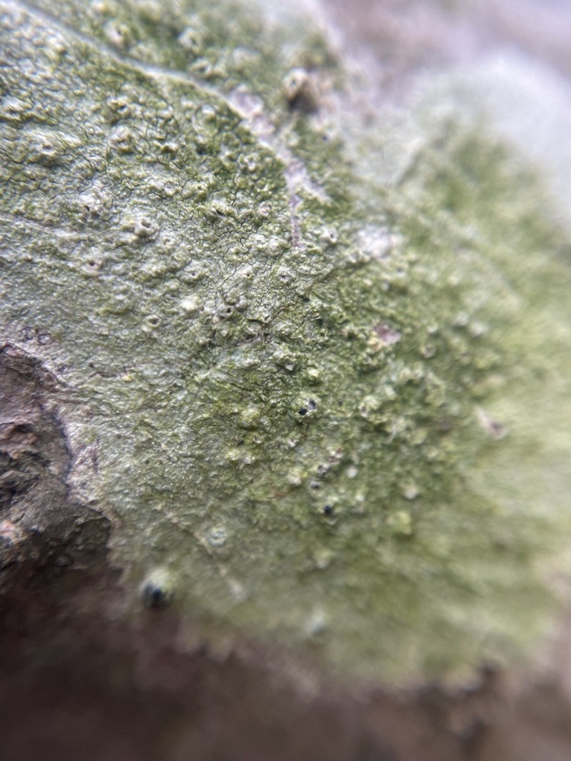 Pore Lichen photo 4