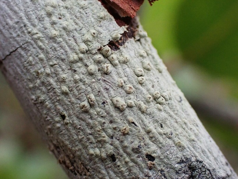 Pore Lichen photo 5