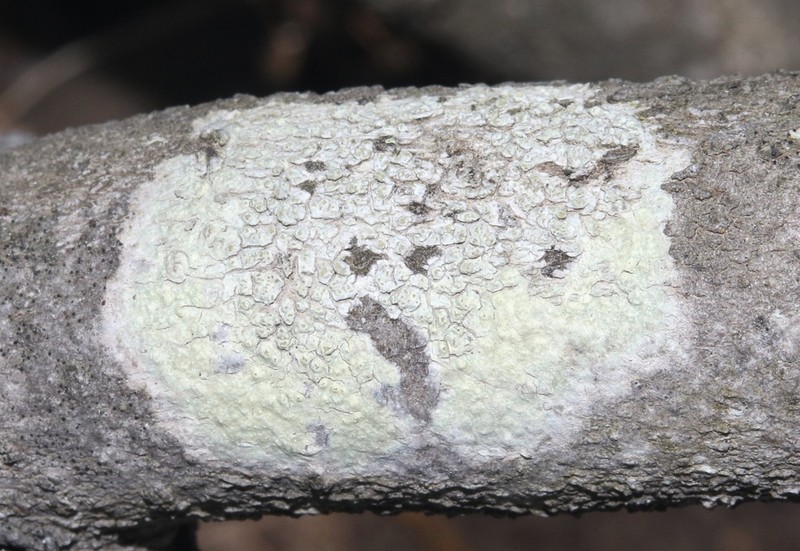 Pore Lichen photo 6