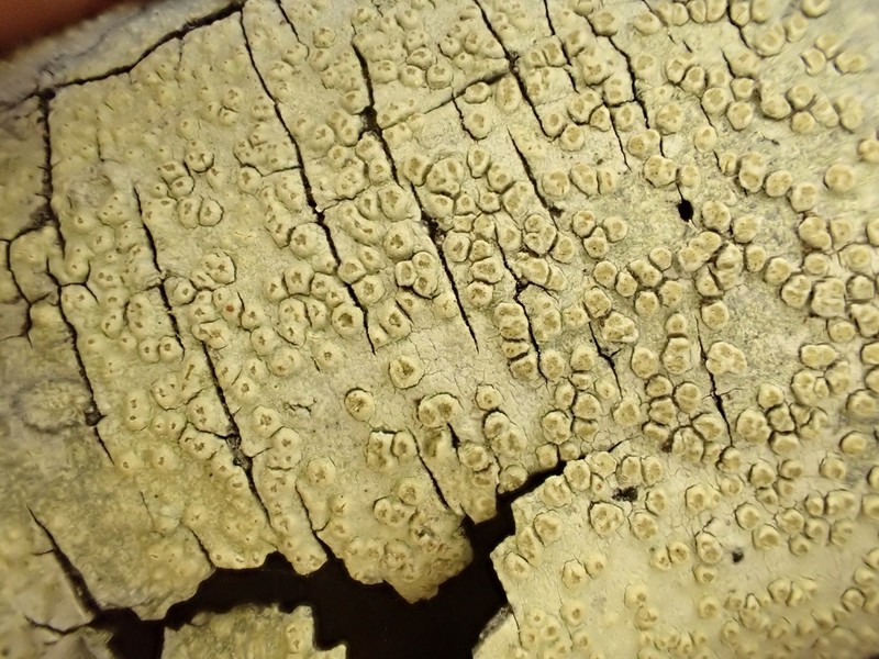 Pore Lichen photo 7