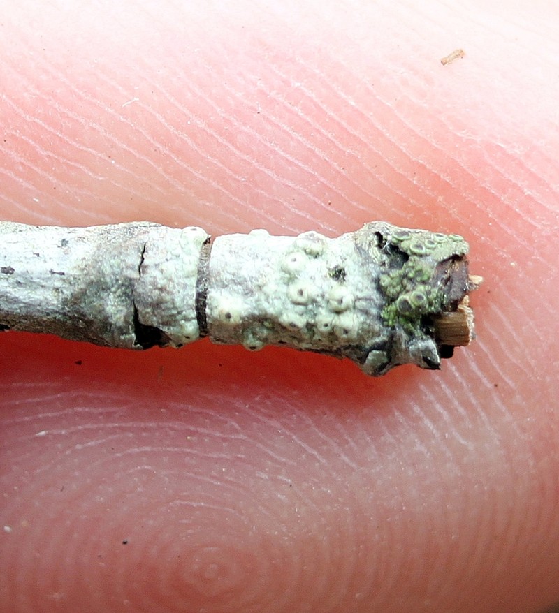 Pore Lichen photo 8