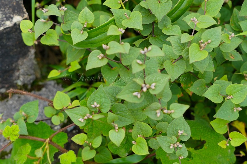 Pertya cordifolia