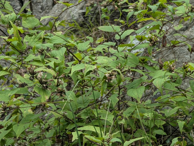 Pertya cordifolia photo 2