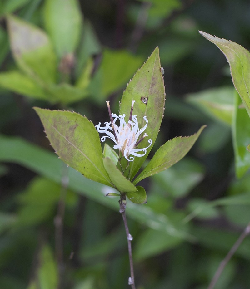 Pertya glabrescens photo 5