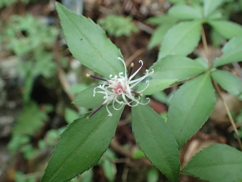 Pertya glabrescens photo 6