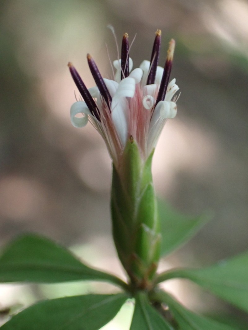 Pertya glabrescens photo 8